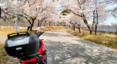 【2024年お薦め】大間々上白井線(県道70号)の桜のトンネルを走った(群馬県桐生市)