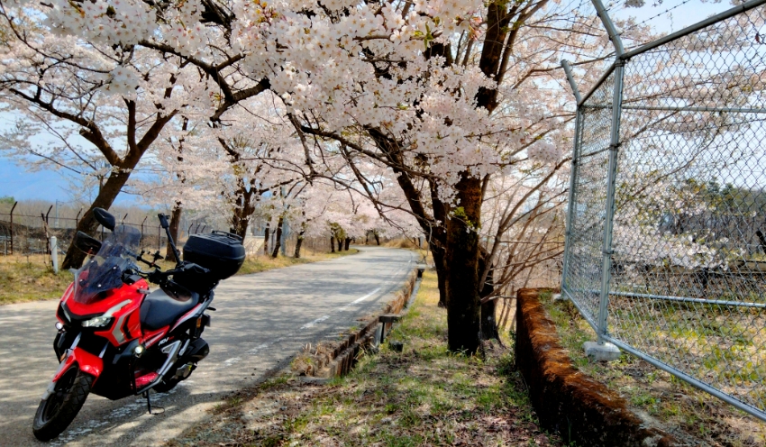 大間々上白井線(県道70号)の桜並木とADV150